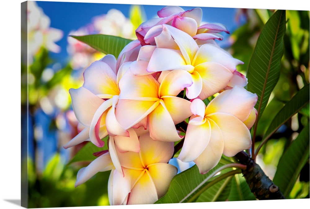 Close-up of pink plumeria flowers and blue sky; Lanai, Hawaii, United States of America