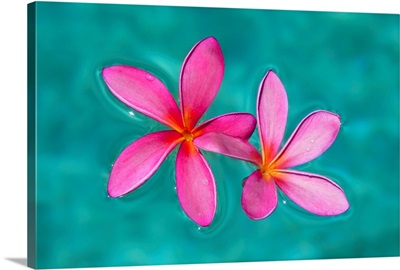 Close-up of pink plumeria flowers in water; Maui, Hawaii, United States of America