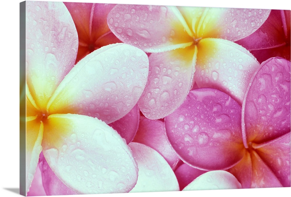 Close-Up Of Pink Plumeria Flowers With Yellow Centers, Water Droplets