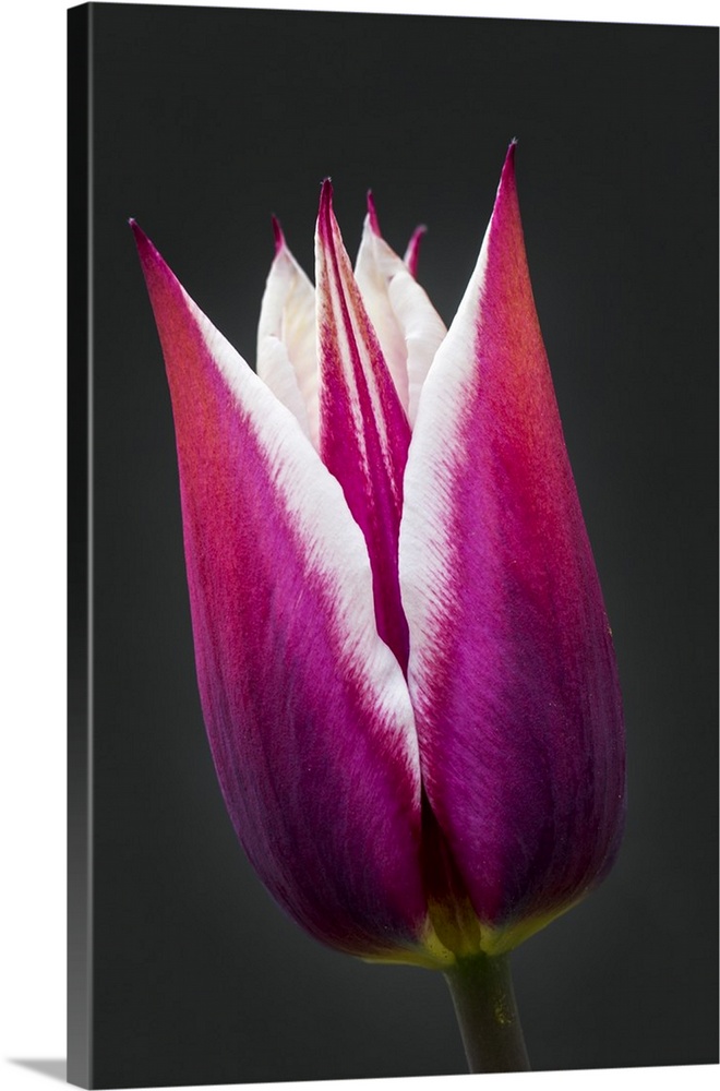 Close-Up Of Purple And White Tulip Head Against A Black Background; Calgary, Alberta, Canada