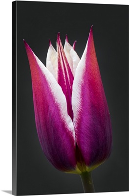 Close-Up Of Purple And White Tulip Head; Calgary, Alberta, Canada