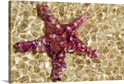 Close-Up Of Purple Starfish Seen Through Crystal Clear Rippling