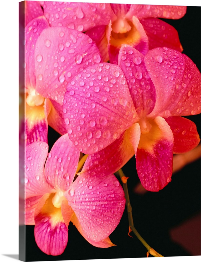 Close-Up Of Purple Vanda Orchid Flowers On Plant, Dew Water Droplets
