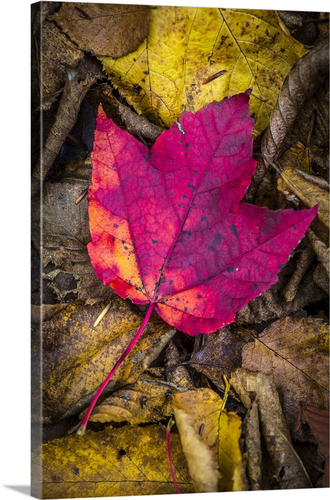 Close-Up of Red Maple Leaf on Forest Floor Amongst Brown Decomposing Leaves