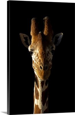 Close-Up Of Reticulated Giraffe Against Black Background, Segera, Laikipia, Kenya