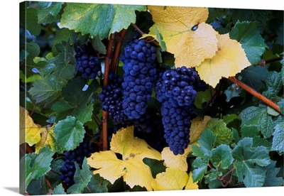 Close-Up Of Ripe, Wine Grapes And Leaves