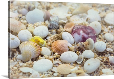 Close-up of seashells and sand; Makena, Maui, Hawaii, United States of America