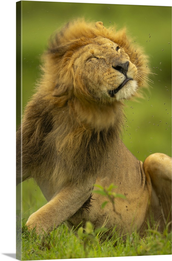 Close-up of seated male lion (Panthera leo) shaking head in Maasai Mara National Reserve; Narok, Masai Mara, Kenya.