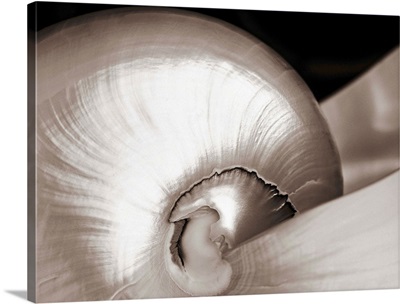 Close-Up Of Shiny Nautilus Shell