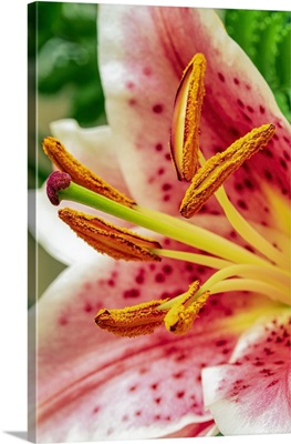 Close-Up Of 'Stargazer' Lily, Ocean City, New Jersey