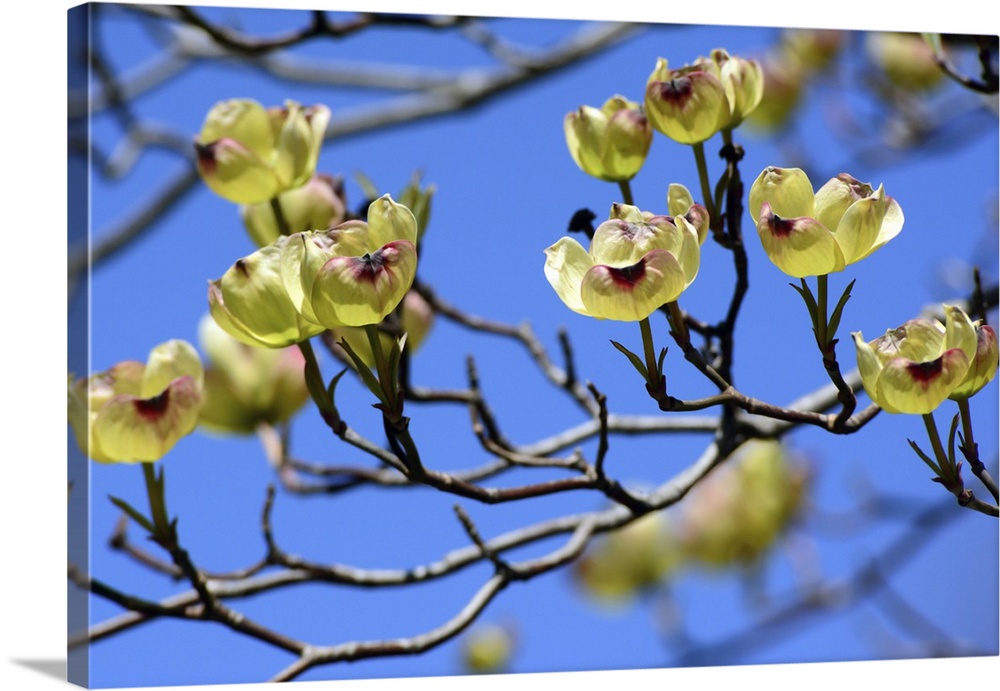 Close up of the branches of a yellow dogwood tree, Cornus species, with delicate yellow blossoms in spring. Cambridge, Mas...