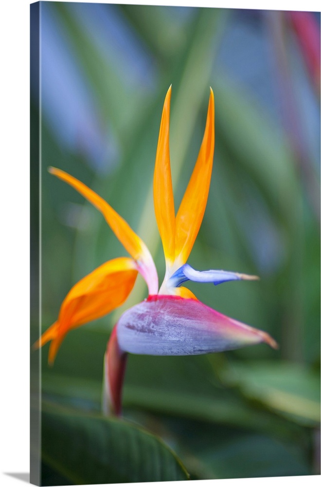 Close up of the dramatic bird of paradise flower (strelitzia reginae), Paia, Maui, Hawaii, united states of America.