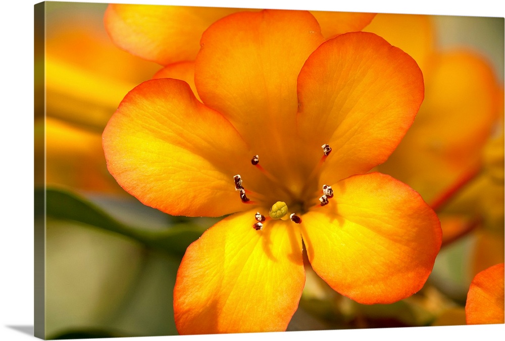 A photograph is taken closely of a bright orange flower with other flower petals and leaves softly out of focus in the bac...