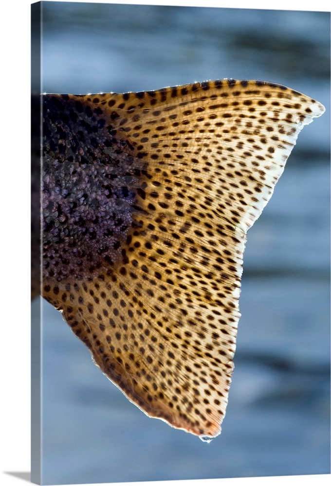 Close up of the tail of a Rainbow Trout backlit by sunshine, Kenai