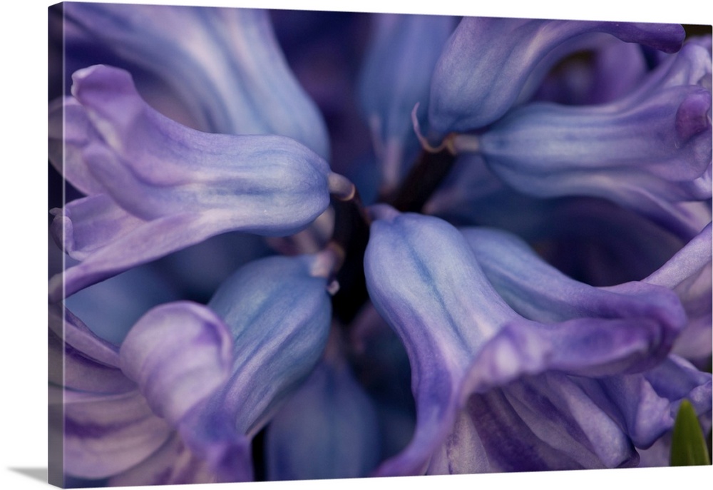 Close up of the top of a purple hyacinth flower, Hyacinthus orientalis. Wellesley, Massachusetts.