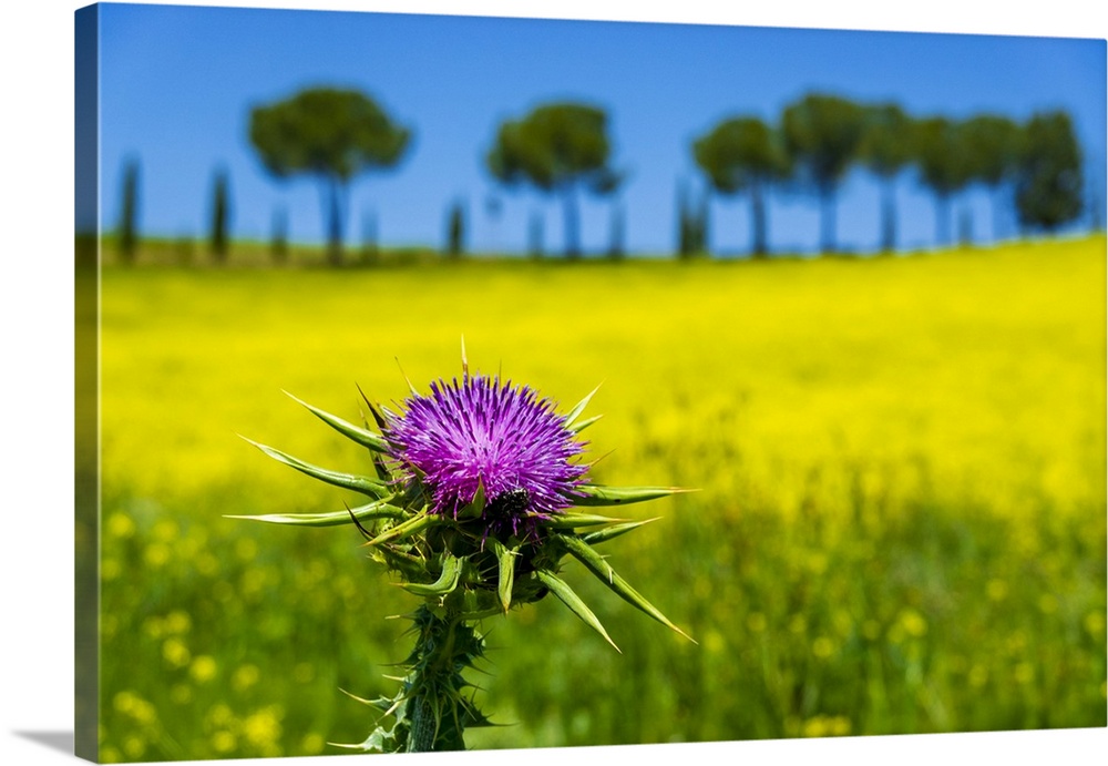 Close-up of thistle in front of a canola field in Tuscany, Italy.