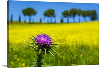 Close-Up Of Thistle In Front Of A Canola Field In Tuscany, Italy