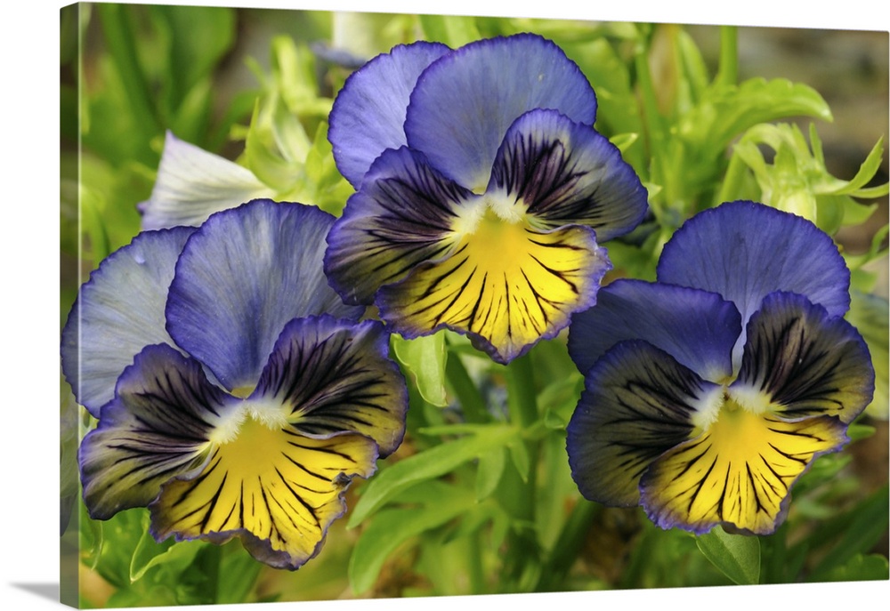 Close up of three blue and yellow pansies, Viola tricolor. Cambridge, Massachusetts.