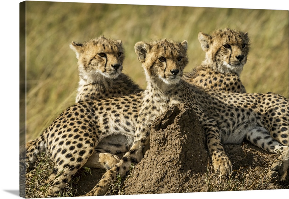 Close-up of three cheetah cubs (acinonyx jubatus) lying together, Serengeti, Tanzania.