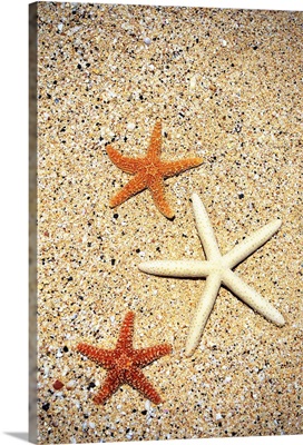 Close-Up Of Three Starfish On Sand
