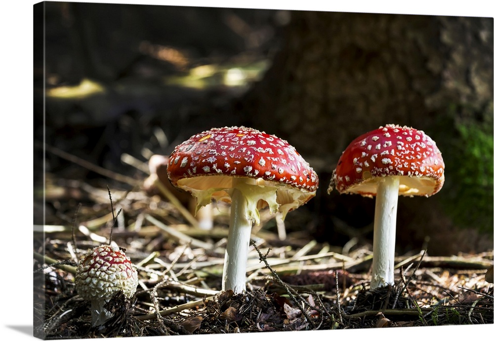 Close-up of toadstool mushrooms on the forest floor, Grainau, Bavaria, Germany.