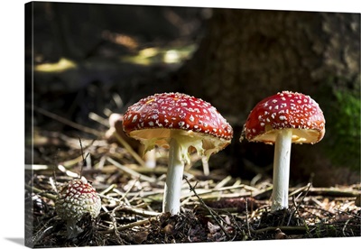 Close-Up Of Toadstool Mushrooms On The Forest Floor, Grainau, Bavaria, Germany