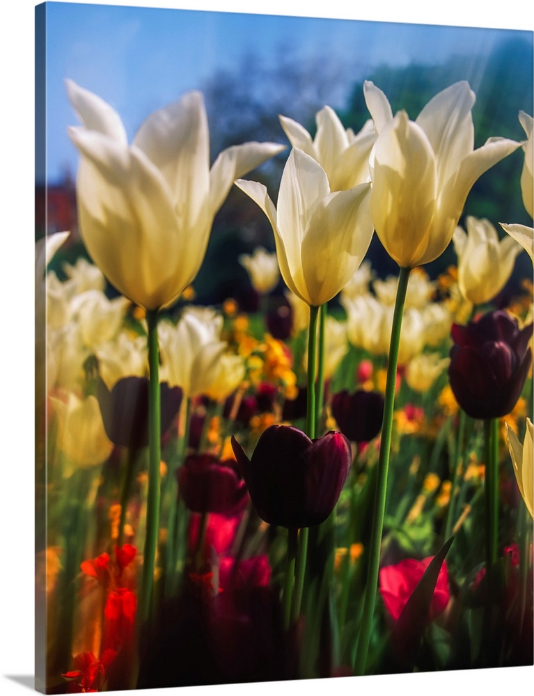 Close-up of tulips in Merrion square garden, Dublin, Ireland.