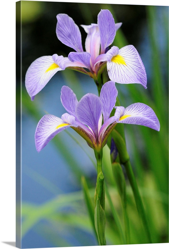 Close up of two blue flag iris flowers, Iris versicolor, by a pond.
