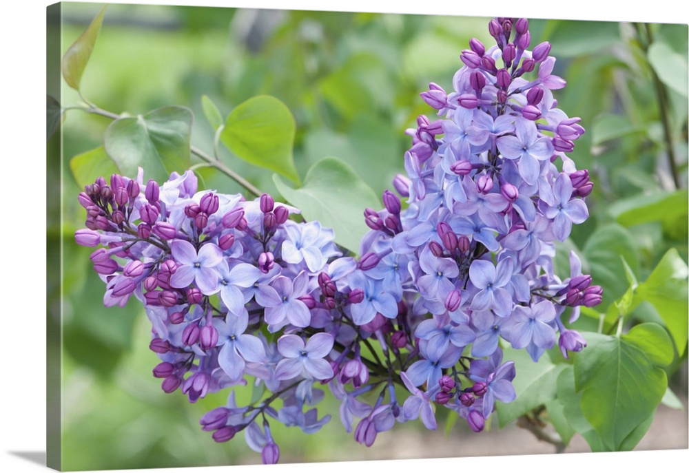 Close up of two clusters of Louvois lilac flowers, Syringa x hyacinthiflora, in spring. Arnold Arboretum, Jamaica Plain, M...