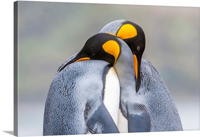 Close-Up Of Two King Penguins In Mating Ritual, South Georgia Island, Antarctica