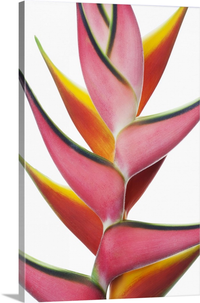 Close-up of two vibrant Heliconia flower against a white background; Honolulu, Oahu, Hawaii, United States of America