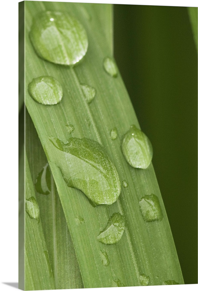 Close up of water droplets on a blade of grass, Squire Island in Prince William Sound, Southcentral Alaska