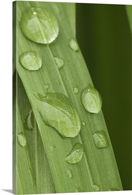 Close up of water droplets on a blade of grass