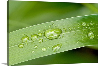 Close up of water droplets on a blade of grass, Squire Island in Prince William Sound