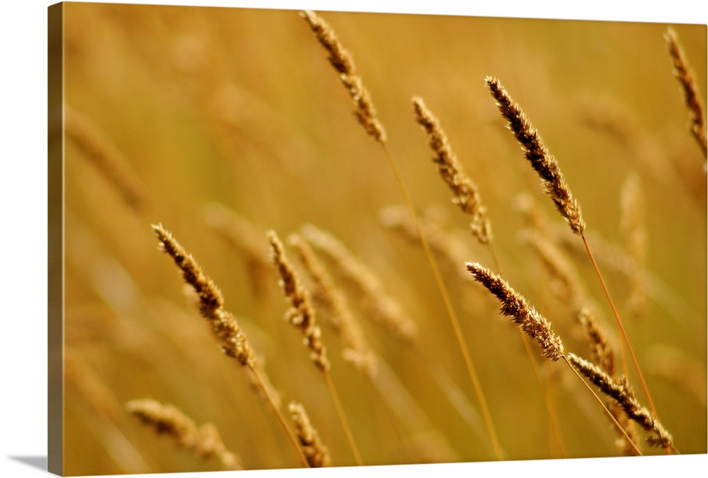 Close-Up Of Wheat