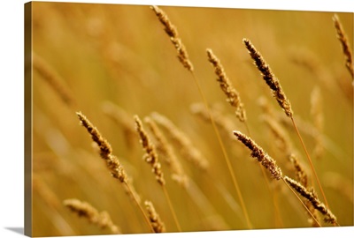 Close-Up Of Wheat