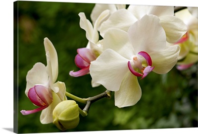 Close up of white and pink moth orchids, Phalaenopsis species.; Longwood Gardens, Pennsylvania.