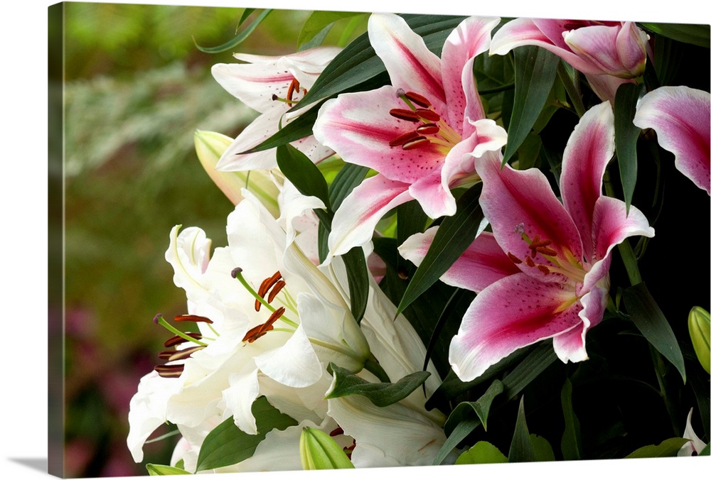Close up of white and red lily flowers, buds and leaves in spring.