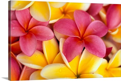 Close-Up Of Yellow And Pink Plumeria Flowers