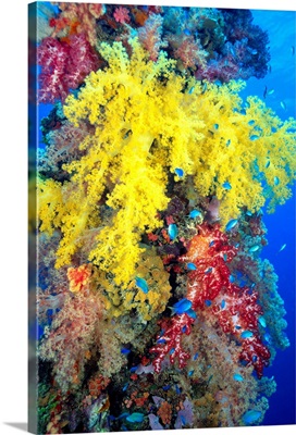 Close-Up Of Yellow And Red Alcyonarian Coral On Life Boat Davit