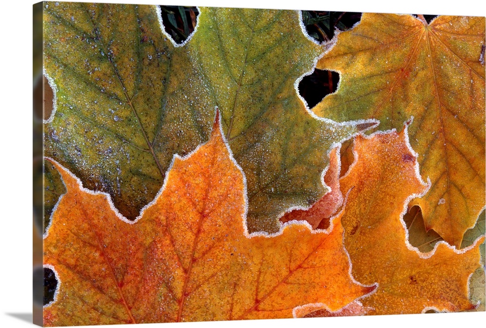 Canvas art of warm toned autumn leaves outlined with cold frost.