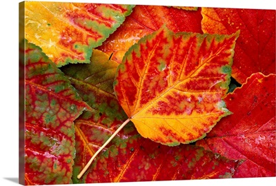 Close up photograph of maple leaves