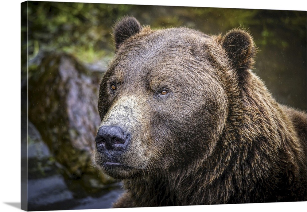 Close-up portrait of a brown bear (Ursus arctos horribilis) at the Fortress of the Bear in Sitka, Sitka, Alaska, United St...