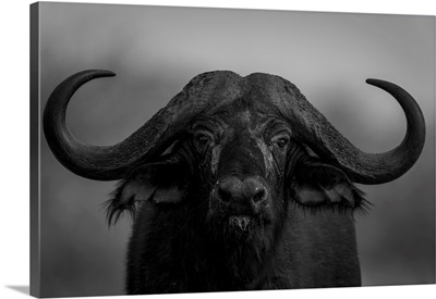 Close-Up Portrait Of A Cape Buffalo, Segera, Laikipia, Kenya