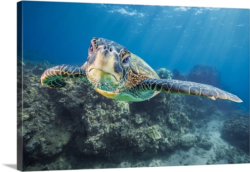 Close-Up Portrait Of A Green Sea Turtle, West Maui, Hawaii, USA | Great ...