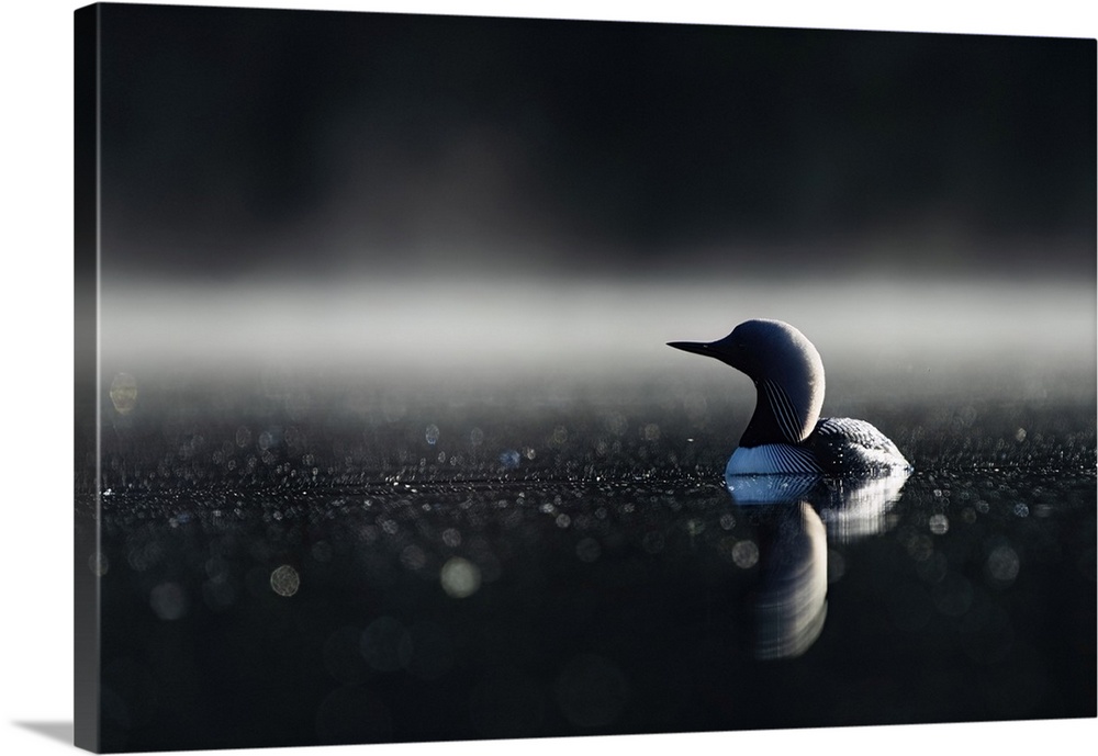 Close-up portrait of a pacific loon (Gavia Pacifica) swimming in the calm, misty waters of echo lake. Whitehorse, Yukon, C...