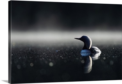 Close-Up Portrait Of A Pacific Loon Swimming In Echo Lake, Whitehorse, Yukon, Canada