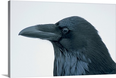 Close-up portrait of a raven (Corvus corax); Yellowstone National Park, United States of America