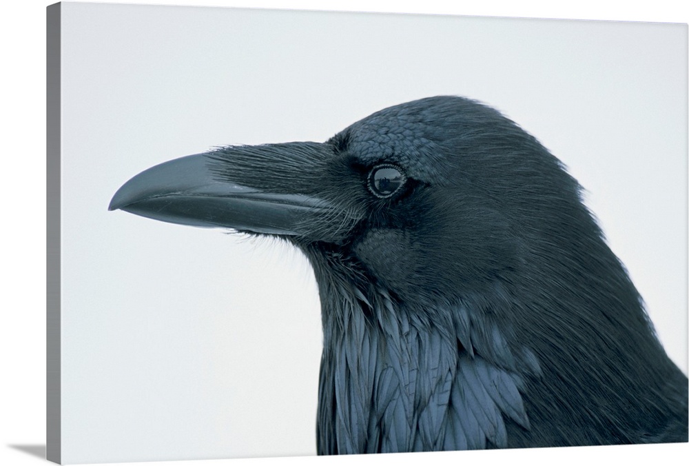 Close-up portrait of a raven (Corvus corax), Yellowstone National Park, United States of America
