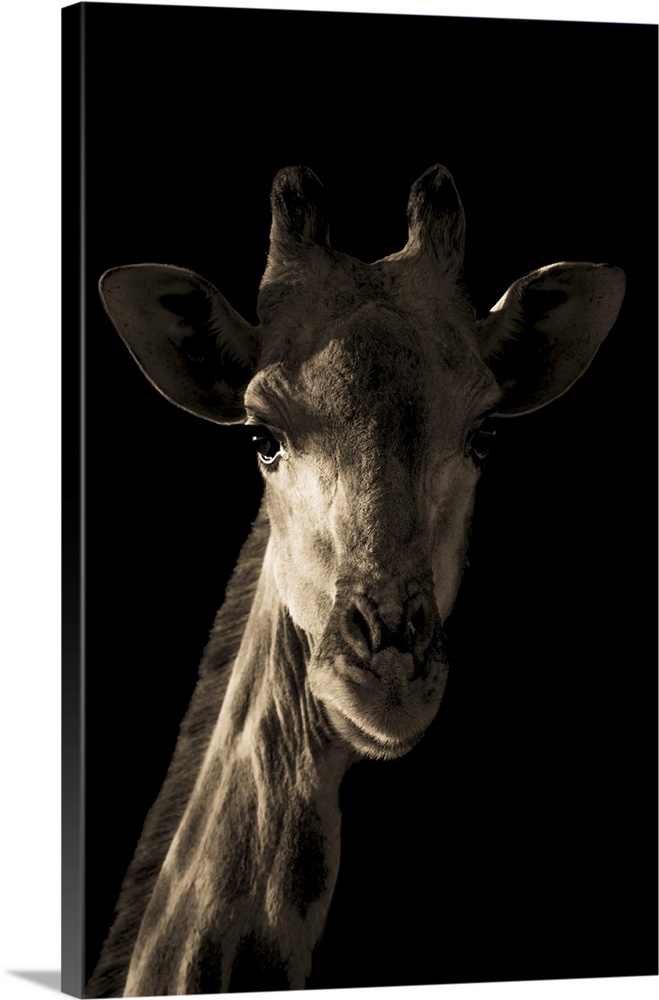 Close-up portrait of a southern giraffe's head and neck (Giraffa giraffa) dramatically sidelit by the early morning light ...